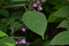 Strobilanthes lupulinus